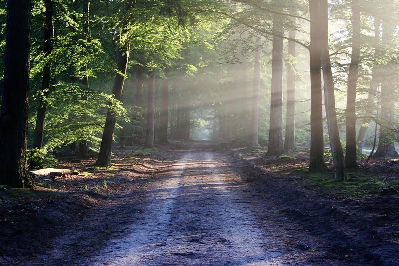 Alternate Reality Forest